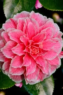 Brilliant Gem Fragrant Camellia Japonica 'Herme' - 1 Gallon Pot 13 Brilliant Gem Fragrant Camellia Japonica 'Herme' - 1 Gallon Pot -SHRUBS and BUSHES Store Camellia Hermes 6