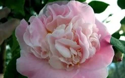 High Fragrance Camellia TREE FORM - 3 Gallon Pot -SHRUBS and BUSHES Store Camellia High Fragrance 5