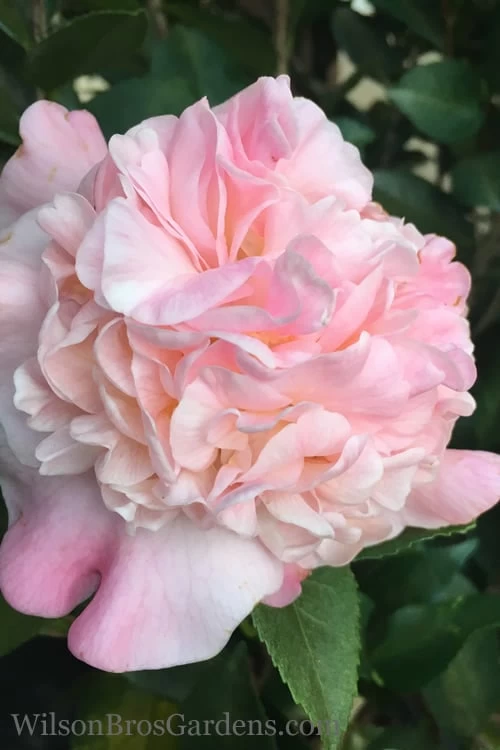 High Fragrance Camellia Hybrid - 1 Gallon Pot 3 High Fragrance Camellia Hybrid - 1 Gallon Pot