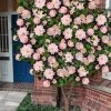 High Fragrance Camellia TREE FORM - 3 Gallon Pot 1 High Fragrance Camellia TREE FORM - 3 Gallon Pot -SHRUBS and BUSHES Store Camellia High Fragrance Tree 2