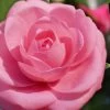 Jerry Hill Pink Camellia - 1 Gallon Pot -SHRUBS and BUSHES Store Camellia Jerry Hill 1 1