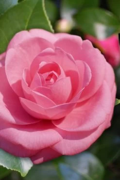 Jerry Hill Pink Camellia - 1 Gallon Pot