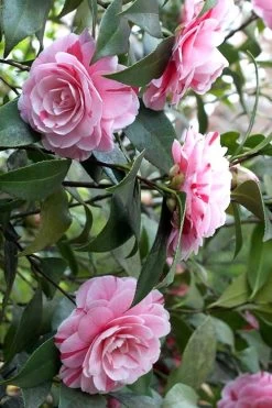 LA Peppermint Camellia Japonica - 1 Gallon Pot -SHRUBS and BUSHES Store Camellia La Peppermint 1 1