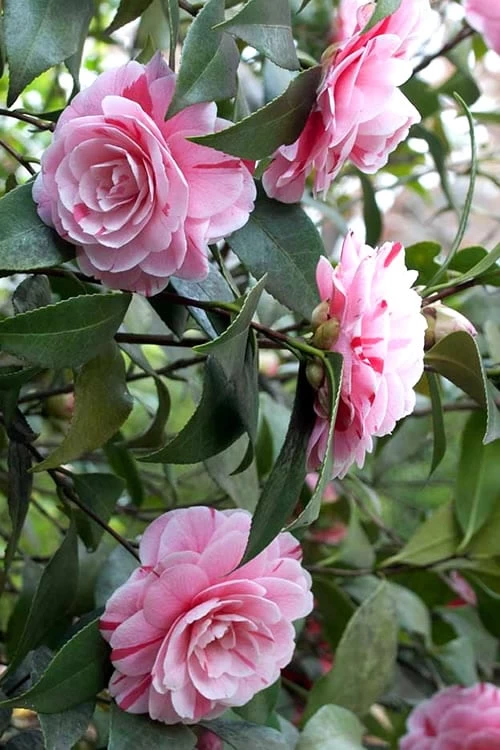 LA Peppermint Camellia Japonica - 3 Gallon Pot 8 LA Peppermint Camellia Japonica - 3 Gallon Pot - Image 6