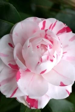 LA Peppermint Camellia Japonica - 3 Gallon Pot 11 LA Peppermint Camellia Japonica - 3 Gallon Pot -SHRUBS and BUSHES Store Camellia La Peppermint 2