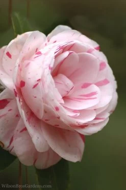 LA Peppermint Camellia Japonica - 1 Gallon Pot -SHRUBS and BUSHES Store Camellia La Peppermint 4