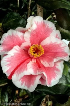 Lady Vansittart Multicolor Camellia Japonica - 3 Gallon Pot -SHRUBS and BUSHES Store Camellia Lady Vansittart 12 2