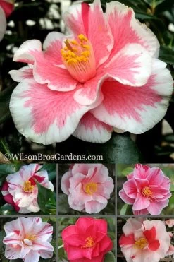 Lady Vansittart Multicolor Camellia Japonica - 2 Gallon Pot -SHRUBS and BUSHES Store Camellia Lady Vansittart 500x750 2