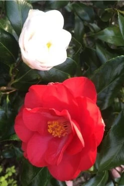 Lady Vansittart Multicolor Camellia Japonica - 2 Gallon Pot -SHRUBS and BUSHES Store Camellia Lady Vansittart Red Flower 1 1