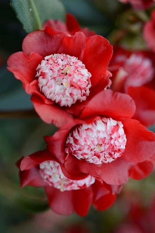 Lipstick Red Camellia Japonica - 3 Gallon Pot 3 Lipstick Red Camellia Japonica - 3 Gallon Pot