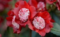 Lipstick Red Camellia Japonica - 3 Gallon Pot 13 Lipstick Red Camellia Japonica - 3 Gallon Pot -SHRUBS and BUSHES Store Camellia Lipstick 2