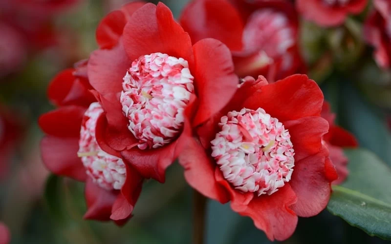 Lipstick Red Camellia Japonica - 3 Gallon Pot 6 Lipstick Red Camellia Japonica - 3 Gallon Pot - Image 4