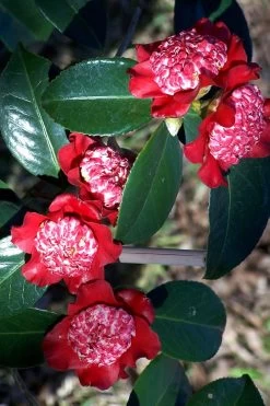 Lipstick Red Camellia Japonica - 3 Gallon Pot 15 Lipstick Red Camellia Japonica - 3 Gallon Pot -SHRUBS and BUSHES Store Camellia Lipstick 3