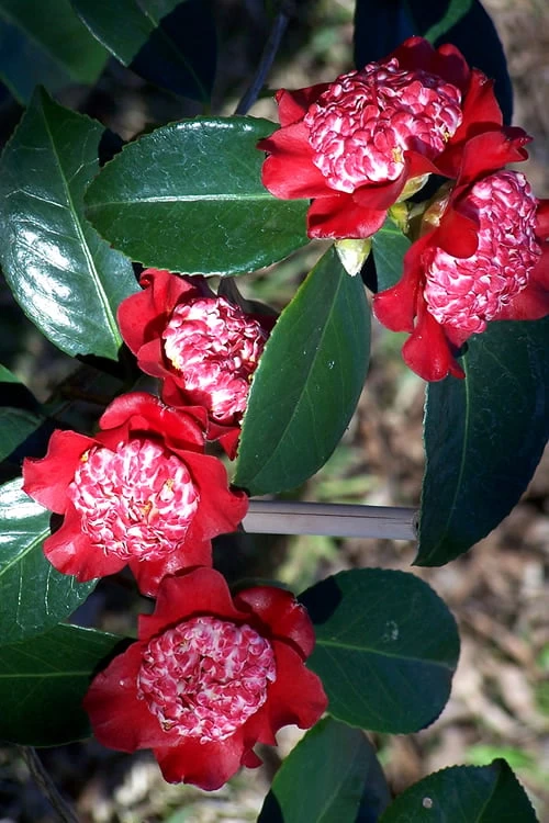 Lipstick Red Camellia Japonica - 3 Gallon Pot 8 Lipstick Red Camellia Japonica - 3 Gallon Pot - Image 6