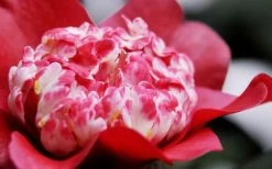 Lipstick Red Camellia Japonica - 3 Gallon Pot 14 Lipstick Red Camellia Japonica - 3 Gallon Pot -SHRUBS and BUSHES Store Camellia Lipstick 4