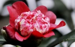 Lipstick Red Camellia Japonica - 3 Gallon Pot 17 Lipstick Red Camellia Japonica - 3 Gallon Pot -SHRUBS and BUSHES Store Camellia Lipstick 5