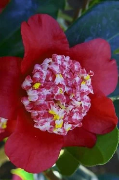 Lipstick Red Camellia Japonica - 3 Gallon Pot 16 Lipstick Red Camellia Japonica - 3 Gallon Pot -SHRUBS and BUSHES Store Camellia Lipstick 6