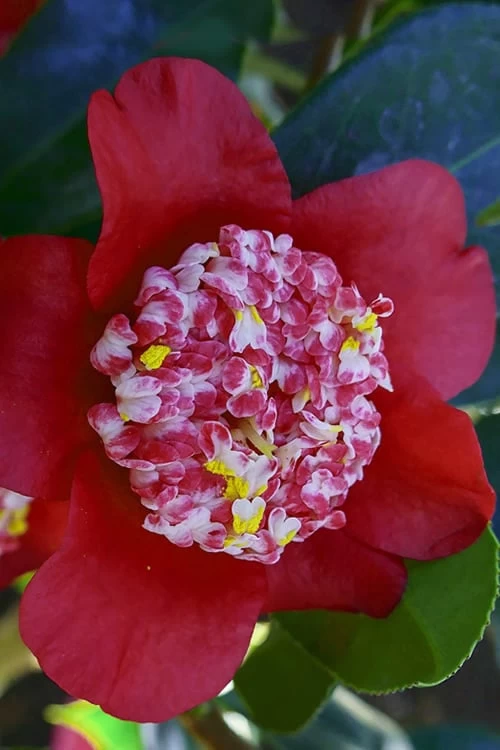 Lipstick Red Camellia Japonica - 3 Gallon Pot 9 Lipstick Red Camellia Japonica - 3 Gallon Pot - Image 7