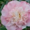 Look Again Camellia Japonica - 3 Gallon Pot 1 Look Again Camellia Japonica - 3 Gallon Pot -SHRUBS and BUSHES Store Camellia Look Again 2