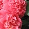 Maidens Of Great Promise Camellia - Japonica - 3 Gallon Pot -SHRUBS and BUSHES Store Camellia Maiden Of Great Promise 1