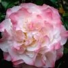 Nuccio's Jewel Camellia Japonica - 1 Gallon Pot -SHRUBS and BUSHES Store Camellia Nuccios Jewel 1