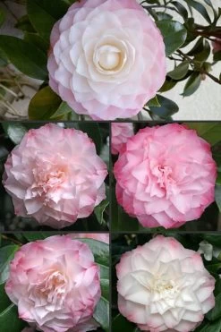 Nuccio's Pearl Camellia Japonica - 3 Gallon Pot 10 Nuccio's Pearl Camellia Japonica - 3 Gallon Pot -SHRUBS and BUSHES Store Camellia Nuccios Pearl 1