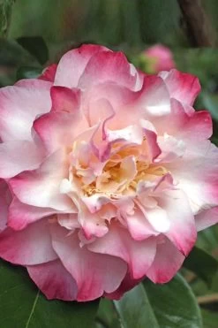 Nuccio's Jewel Camellia Japonica - 1 Gallon Pot 9 Nuccio's Jewel Camellia Japonica - 1 Gallon Pot -SHRUBS and BUSHES Store Camellia Nucios Jewel 3