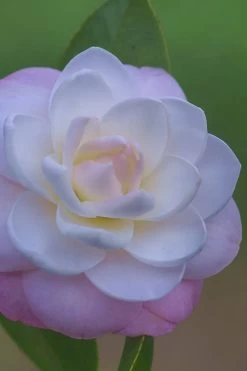 October Affair Camellia Japonica - 1 Gallon Pot -SHRUBS and BUSHES Store Camellia October Affair 6