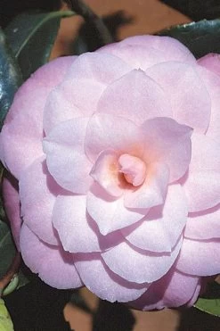 October Affair Camellia Japonica - 1 Gallon Pot -SHRUBS and BUSHES Store Camellia October Affair 8