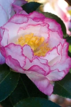 October Magic Inspiration Camellia - 3 Gallon Pot -SHRUBS and BUSHES Store Camellia October Inspiration
