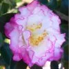 October Magic Inspiration Camellia - 3 Gallon Pot 2 October Magic Inspiration Camellia - 3 Gallon Pot -SHRUBS and BUSHES Store Camellia October Magic Inspiration 10