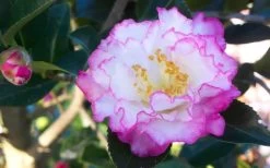 October Magic Inspiration Camellia - 3 Gallon Pot -SHRUBS and BUSHES Store Camellia October Magic Inspiration Flower Closeup