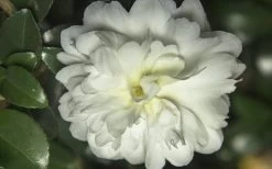 October Magic Ivory Camellia - 3 Gallon Pot -SHRUBS and BUSHES Store Camellia October Magic Ivory
