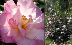 October Magic Orchid Camellia - 2 Gallon Pot 10 October Magic Orchid Camellia - 2 Gallon Pot -SHRUBS and BUSHES Store Camellia October Magic Orchid Flowers 2