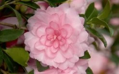 October Magic Pink Perplexion Camellia - 3 Gallon Pot -SHRUBS and BUSHES Store Camellia October Magic Pink Perplexion 1