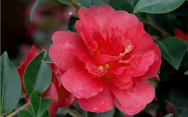 October Magic Rose Camellia - 3 Gallon Pot 6 October Magic Rose Camellia - 3 Gallon Pot - Image 4