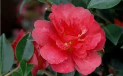 October Magic Rose Camellia - 2 Gallon Pot -SHRUBS and BUSHES Store Camellia October Magic Rose Closeup Flower 2 2
