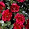 October Magic Ruby Camellia - 7 Gallon Pot -SHRUBS and BUSHES Store Camellia October Magic Ruby 20
