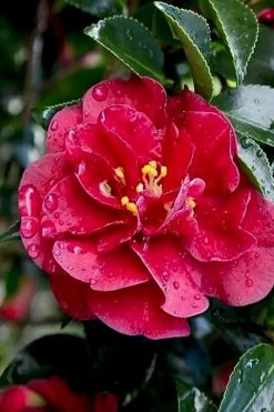 October Magic Ruby Camellia - 7 Gallon Pot 11 October Magic Ruby Camellia - 7 Gallon Pot -SHRUBS and BUSHES Store Camellia October Magic Ruby 23