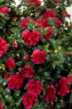 October Magic Ruby Camellia - 7 Gallon Pot 12 October Magic Ruby Camellia - 7 Gallon Pot -SHRUBS and BUSHES Store Camellia October Magic Ruby 27