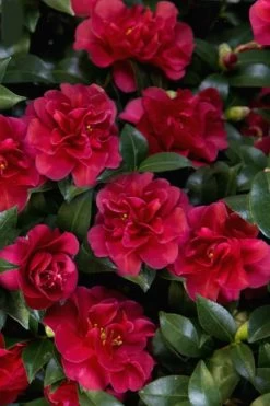 October Magic Ruby Camellia - 7 Gallon Pot 13 October Magic Ruby Camellia - 7 Gallon Pot -SHRUBS and BUSHES Store Camellia October Magic Ruby 28