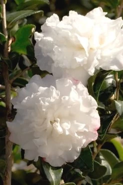 October Magic Snow Camellia - 1 Gallon Pot -SHRUBS and BUSHES Store Camellia October Magic Snow 500x750 1
