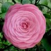 Pearl Maxwell Camellia Japonica - 3 Gallon Pot -SHRUBS and BUSHES Store Camellia Pearl Maxwell 4 1