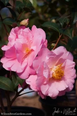 Autumn Pink Icicle Cold Hardy Camellia - 7 Gallon Pot -SHRUBS and BUSHES Store Camellia Pink Icicle JW 1
