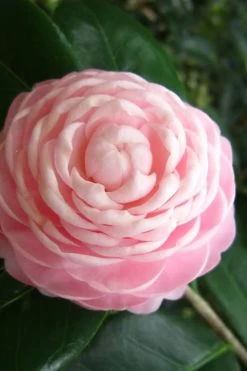 Pink Perfection Camellia Japonica - 1 Gallon Pot 11 Pink Perfection Camellia Japonica - 1 Gallon Pot -SHRUBS and BUSHES Store Camellia Pink Perfection 27
