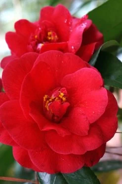 Rosehill Red Camellia - 3 Gallon Pot -SHRUBS and BUSHES Store Camellia Rose Hill Red 2