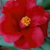 Royal Velvet Red Camellia Japonica - 3 Gallon Pot -SHRUBS and BUSHES Store Camellia Royal Velvet 5