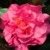 Scentsation Fragrant Camellia Japonica - 3 Gallon Pot -SHRUBS and BUSHES Store Camellia Scenstation JW 2