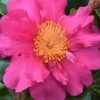 Sekiyo Camellia Sasanqua - 3 Gallon Pot 1 Sekiyo Camellia Sasanqua - 3 Gallon Pot -SHRUBS and BUSHES Store Camellia Sekiyo 1