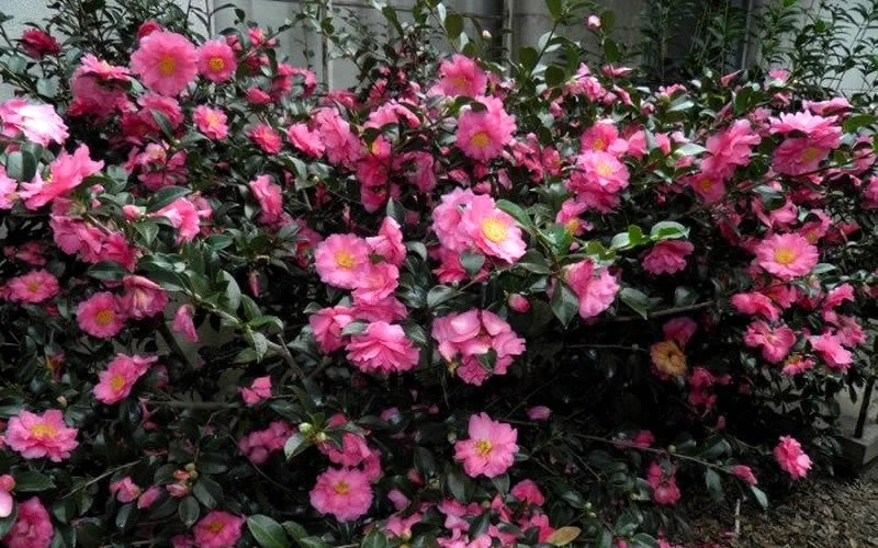Shishi Gashira Dwarf Camellia Sasanqua - 1 Gallon Pot 10 Shishi Gashira Dwarf Camellia Sasanqua - 1 Gallon Pot - Image 8
